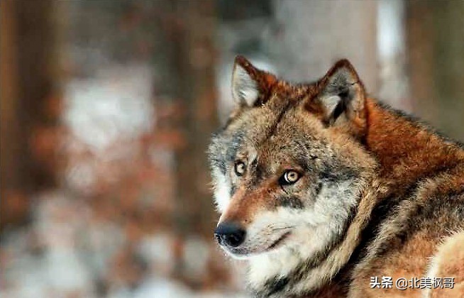 加拿大最危险五大动物,全球十大危险有毒动物