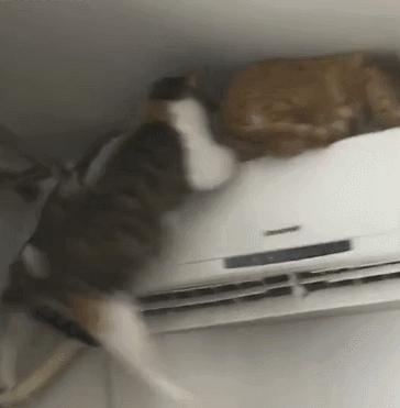 最近很火的一只猫的表情包,用了仓鼠猫表情包的人