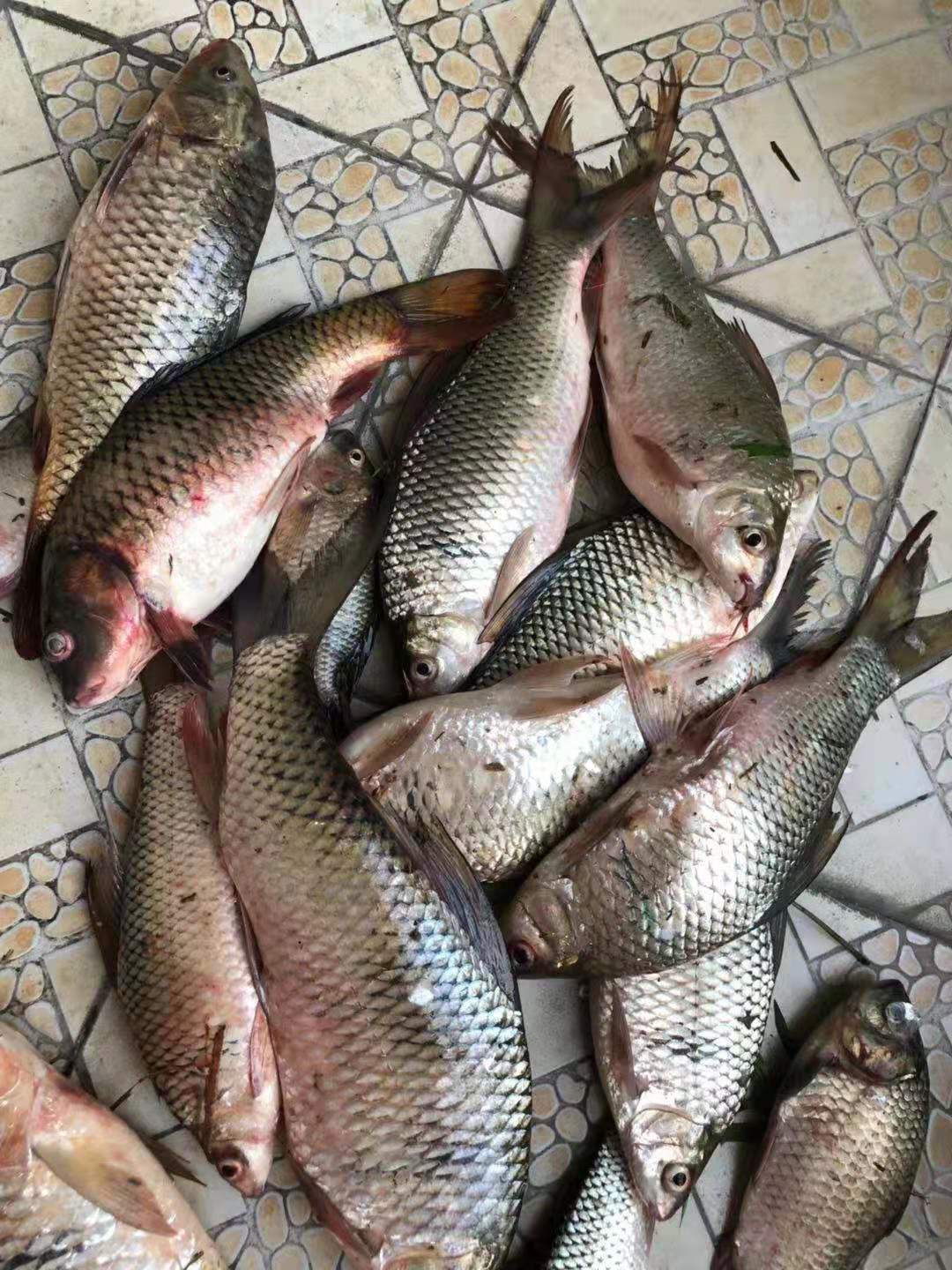 开饵雾化技巧,怎么开饵雾化快