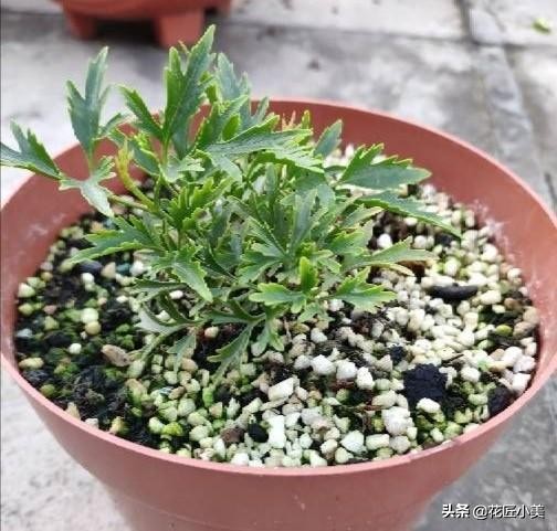 花卉换盆后僵苗会自己恢复吗,盆栽换盆僵苗弱苗如何快速恢复