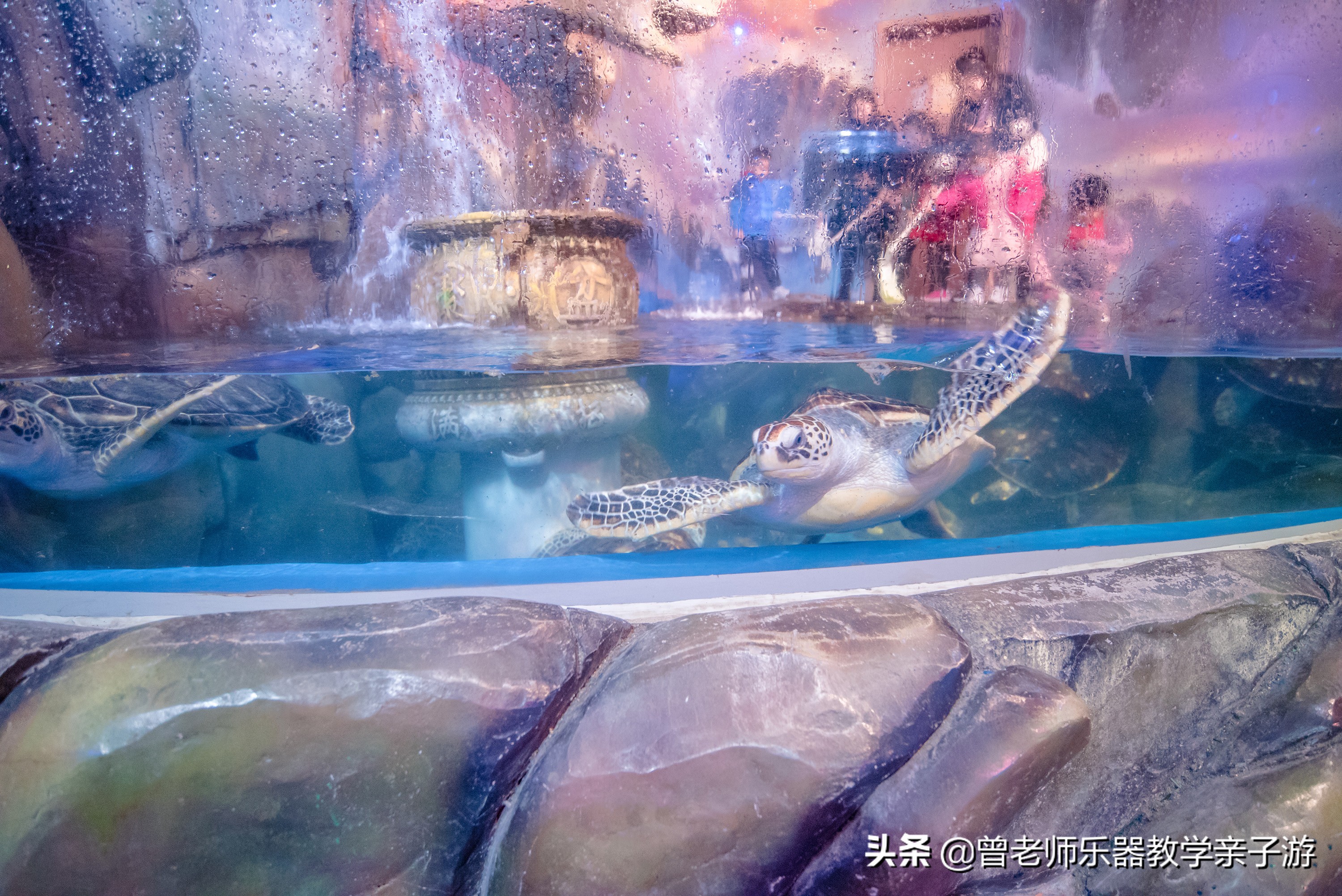 西安太奥海洋馆,西安极地海洋世界海豚表演