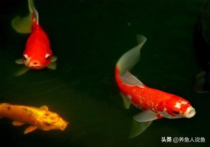 锦鲤鱼蹭缸用什么药,锦鲤鱼蹭缸很瘦怎么办