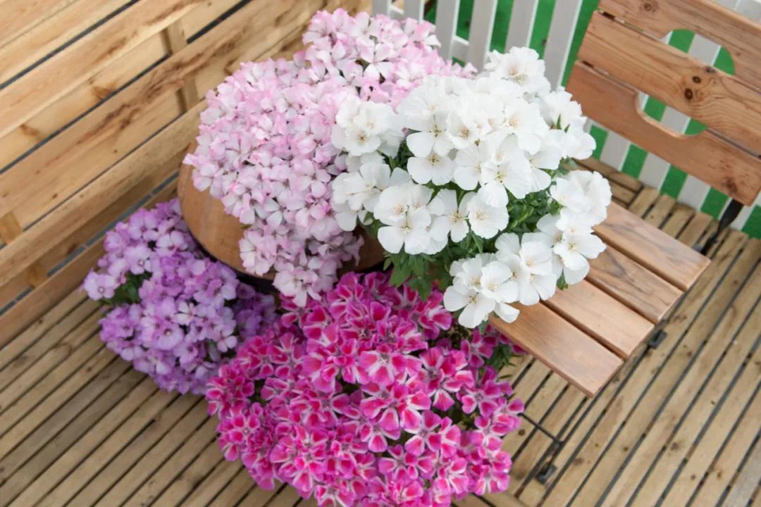 这43个来自世界各地的新品种，快来看看有没有你的菜