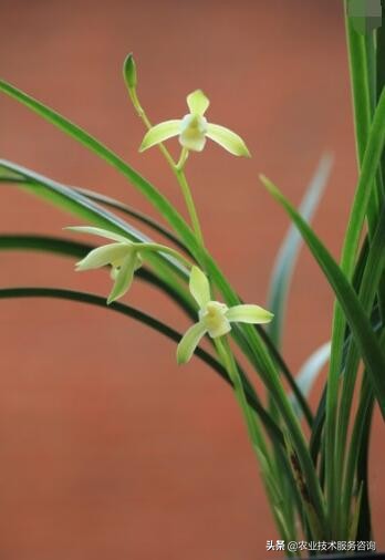 兰花识别,兰花识别看叶方法