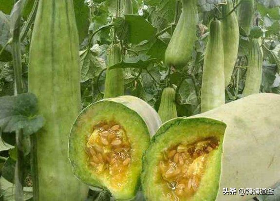 农村一种作物甜脆爽口，每亩收入50000元，成农业创新新项目
