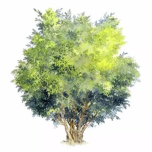 十种不同树叶的画法,五种不同树木的画法简单的