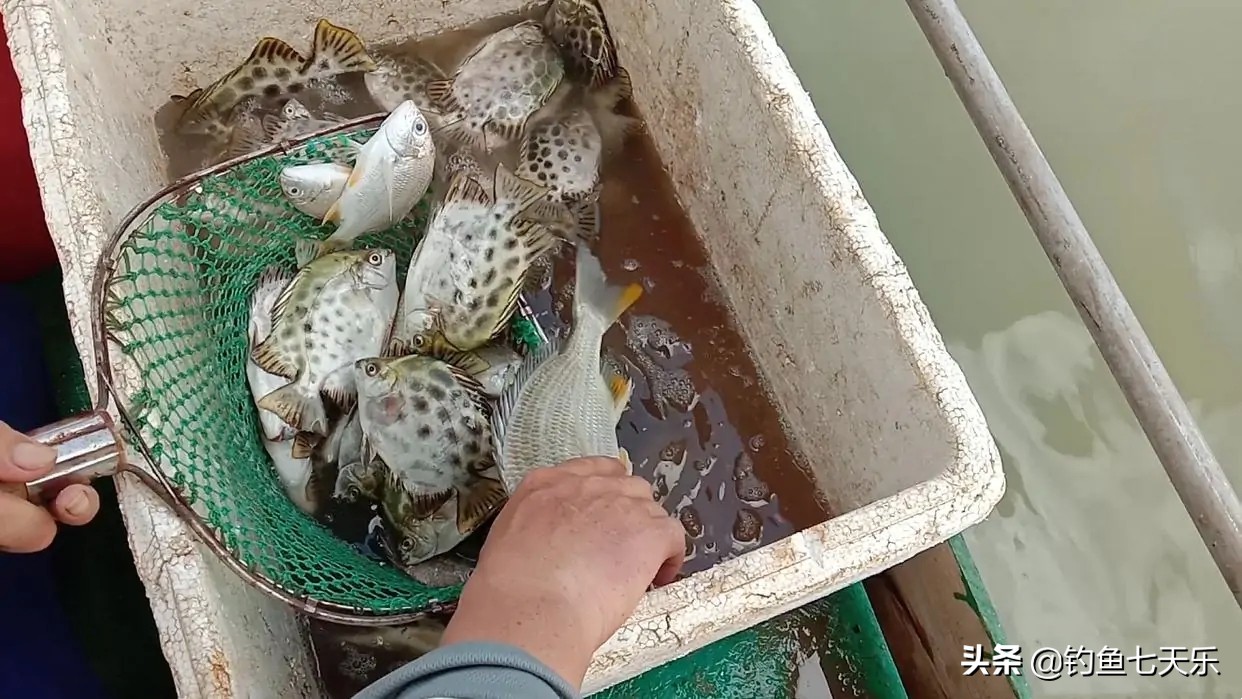 靠海钓捞鱼致富,海钓一条鱼赚100万