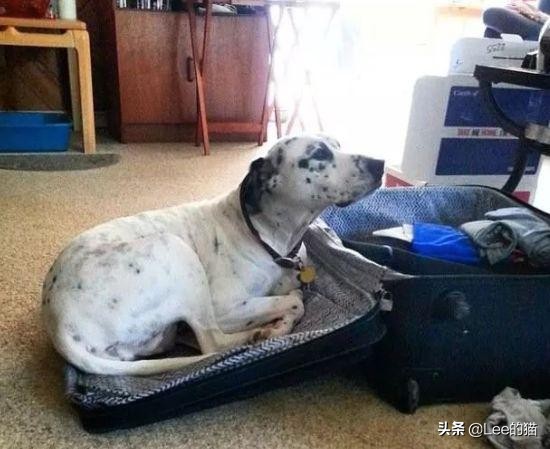 安检行李箱猫猫,机场海关抓到偷渡人员