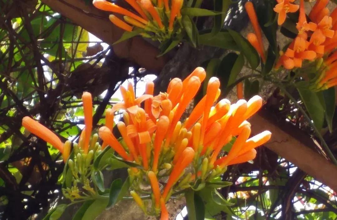 广州现在花开的季节,广州现在什么花开了