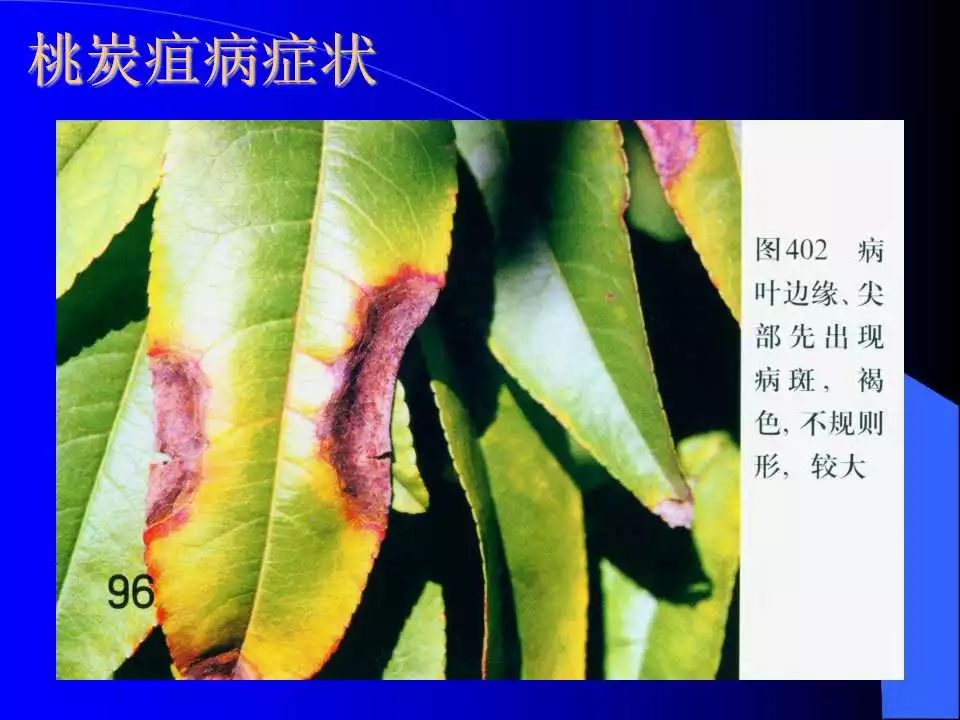 如何识别植物炭疽病和叶斑病,植物炭疽病的介绍