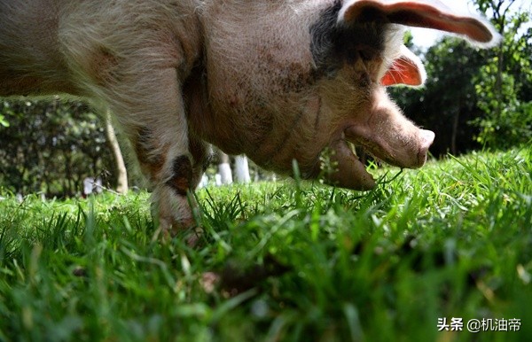 汶川大地震的猪坚强做手术,汶川大地震猪坚强被救画面
