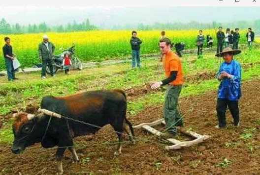 有机农业到底该怎么做呢,有机农业的困境和出路