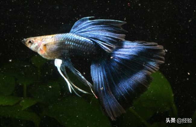 孔雀鱼烂尾怎么办什么原因,怀孕母孔雀鱼烂尾