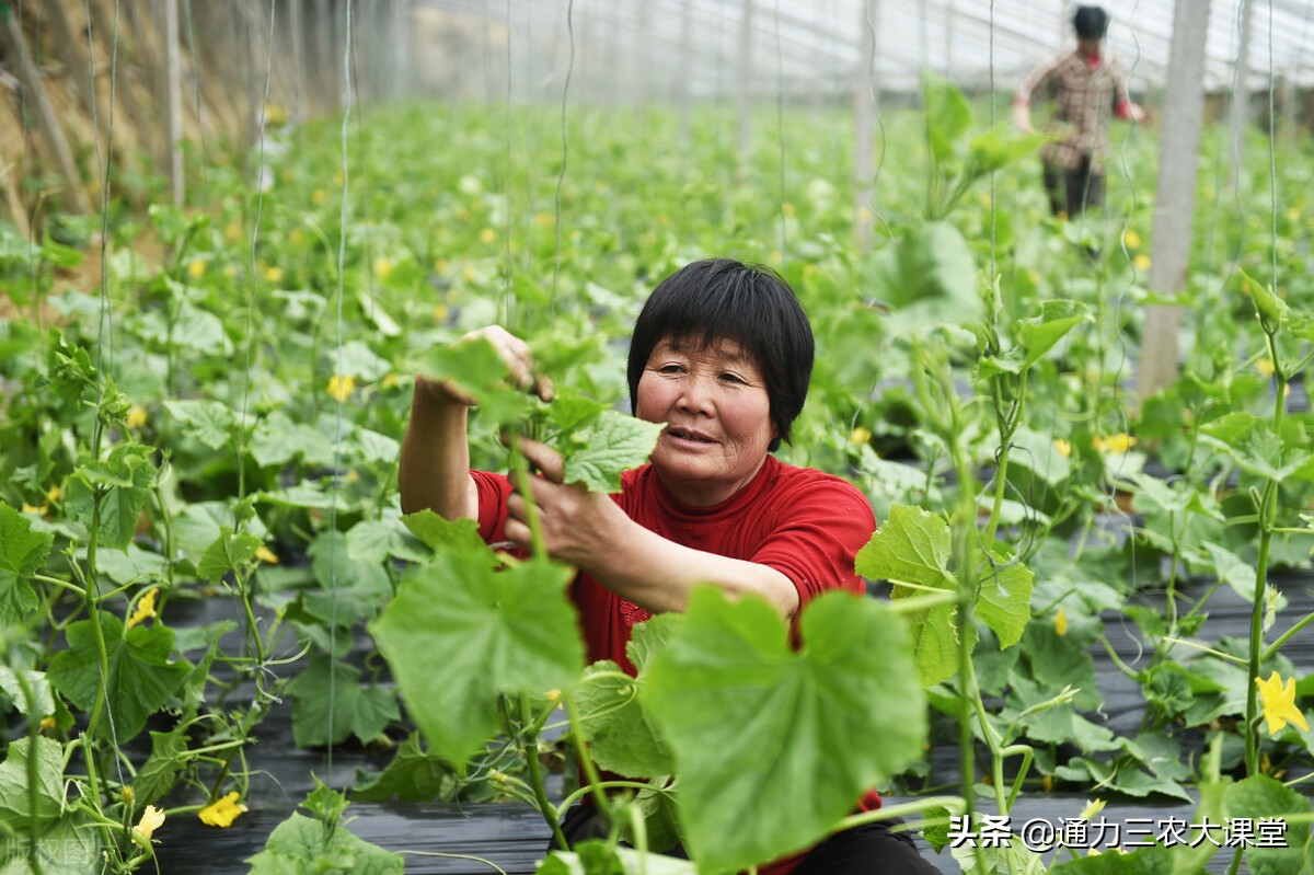 黄瓜夏季喷施座果灵,黄瓜几天一浇水