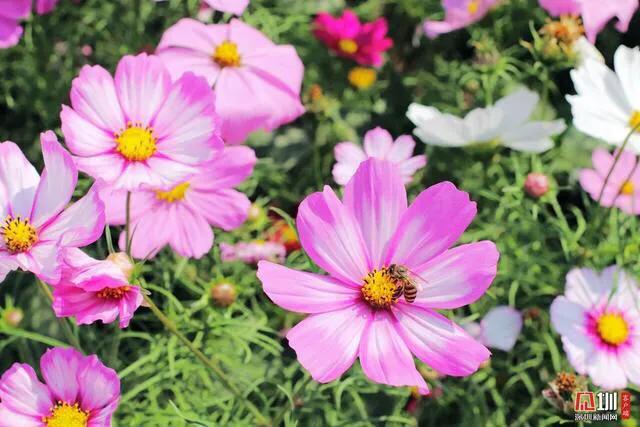 深圳花海公园推荐景点有哪些,深圳花海公园地址在哪里