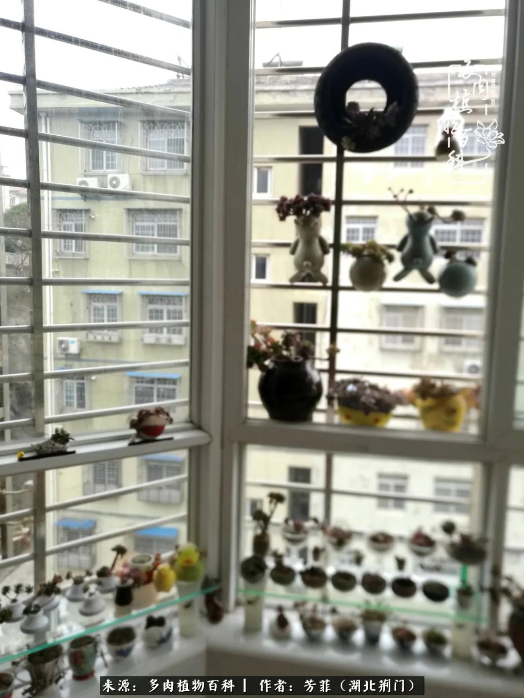 我的桃源：多肉之美，日甚一日，年胜一年