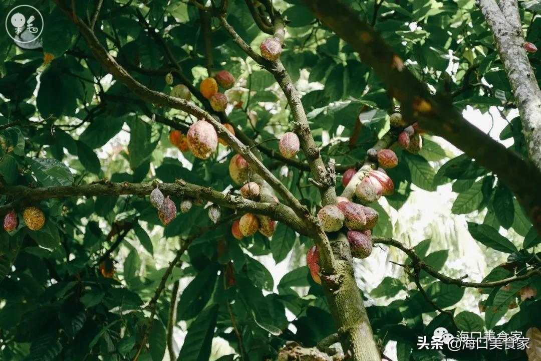 海南万宁兴隆美食攻略,海南万宁兴隆镇有什么特色小吃