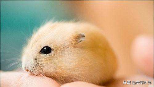 豚鼠和仓鼠哪个好,豚鼠和仓鼠哪个更干净