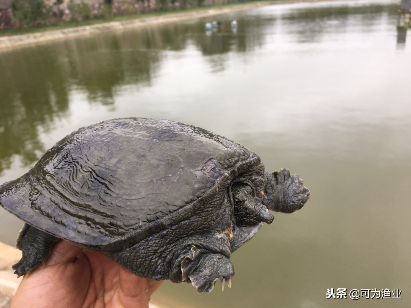 预防甲鱼穿孔病最佳方法,混养塘甲鱼怎么钓