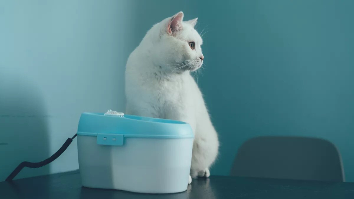 流浪猫收养注意事项洛阳,收养流浪猫幼崽注意事项