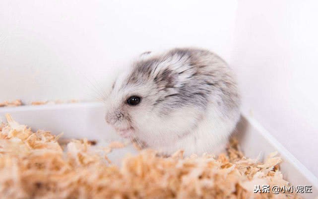 金丝熊怎么养得白白胖胖,如何把金丝熊养的肥肥胖胖