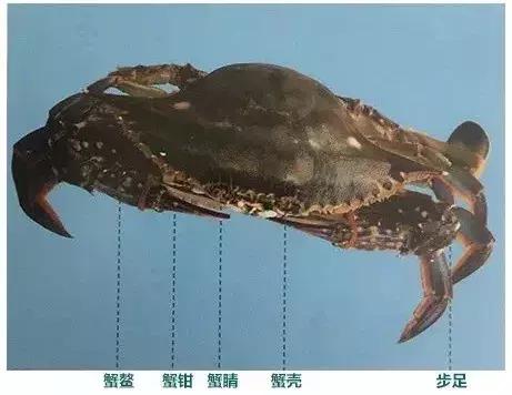 浓墨画螃蟹,浓墨淡点绘画作品欣赏