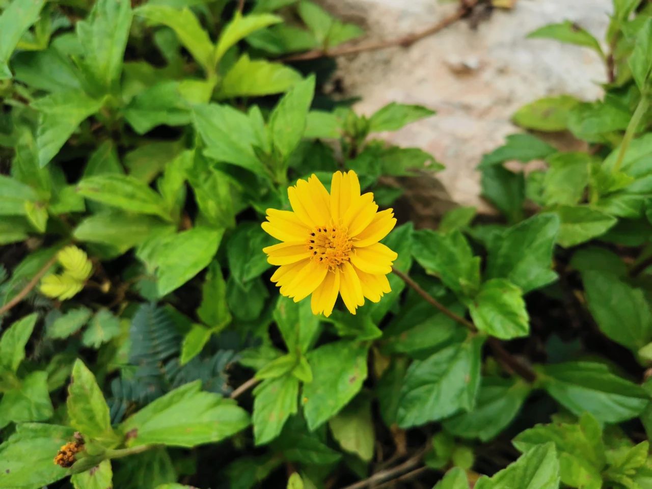 二手值得入手的华为,二手华为p30曲面屏256g