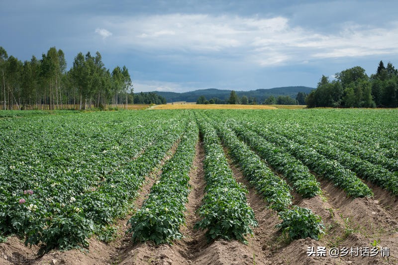 马铃薯提高产量的方法,马铃薯产量形成关键时期