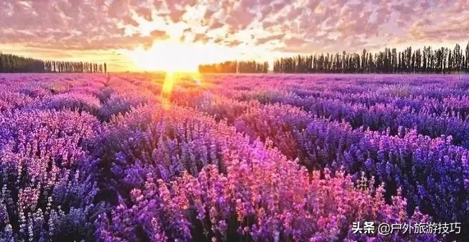 富良野一日游经典路线,日本北海道富良花海