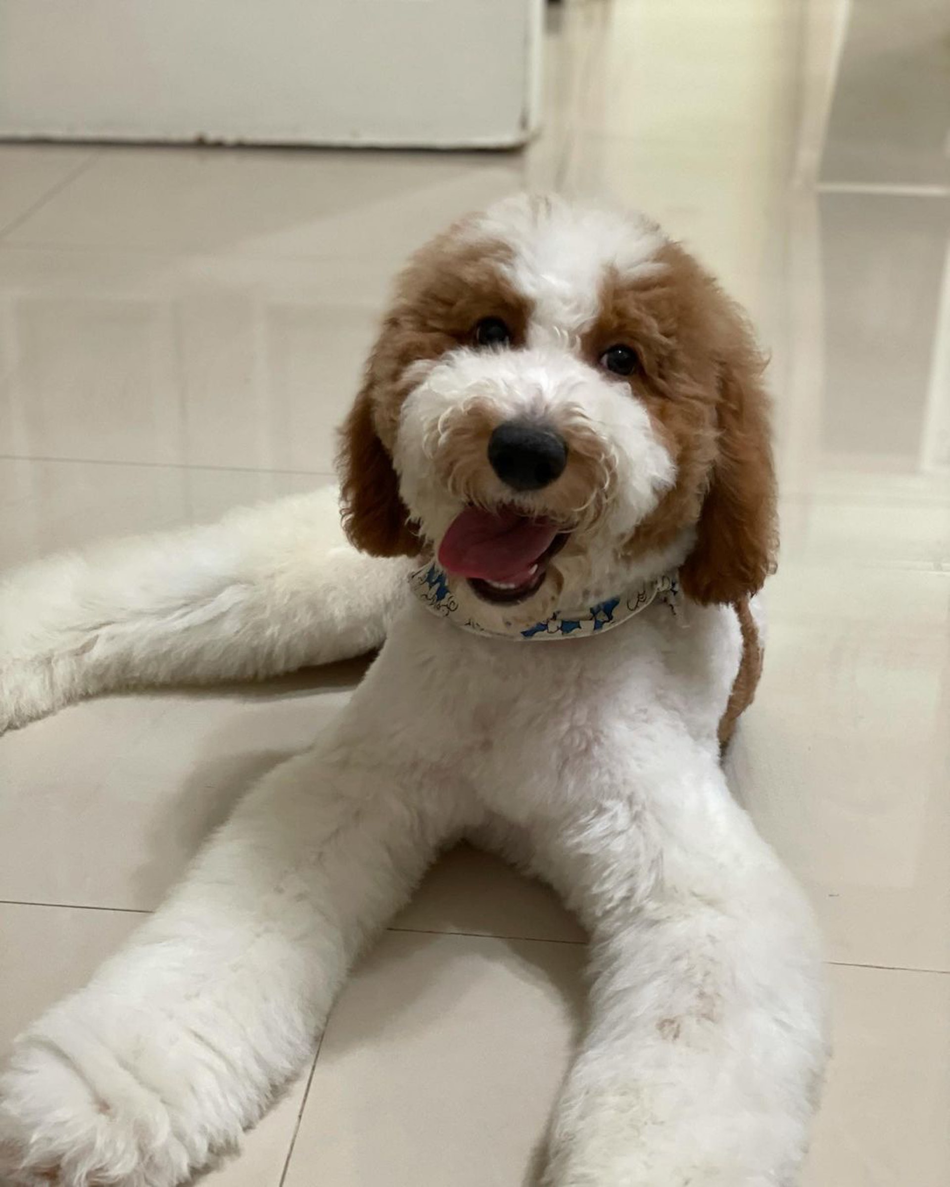 家里两只巨型贵宾犬,巨型贵宾犬发疯