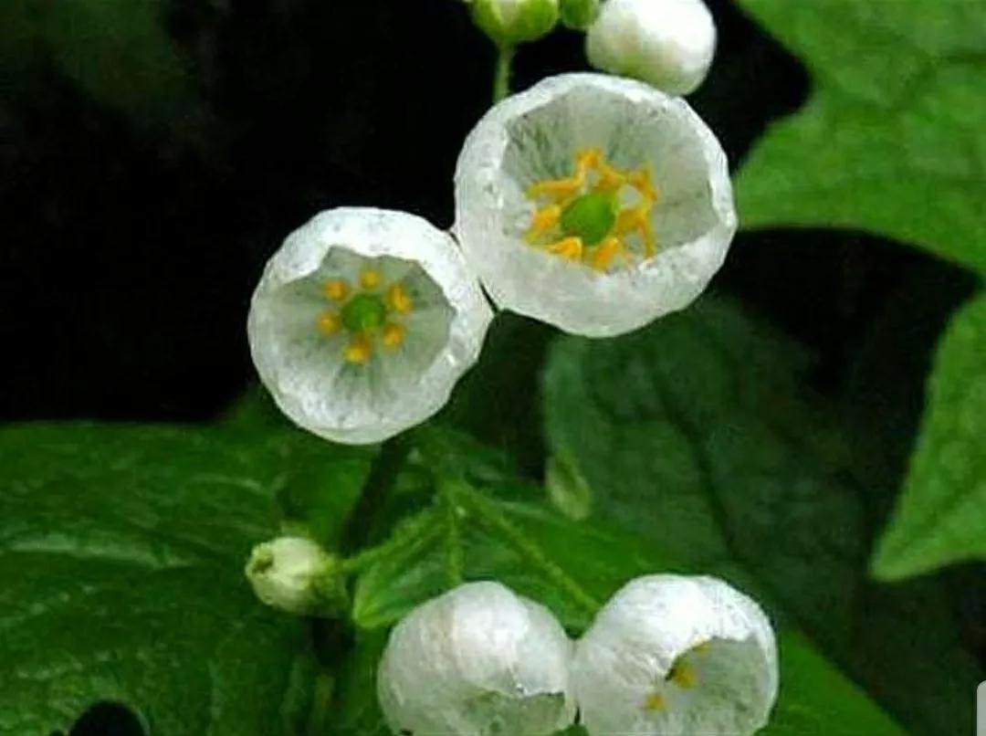 神秘变色花：一下雨就隐形又透明，芳踪难觅！和你捉迷藏的美人花