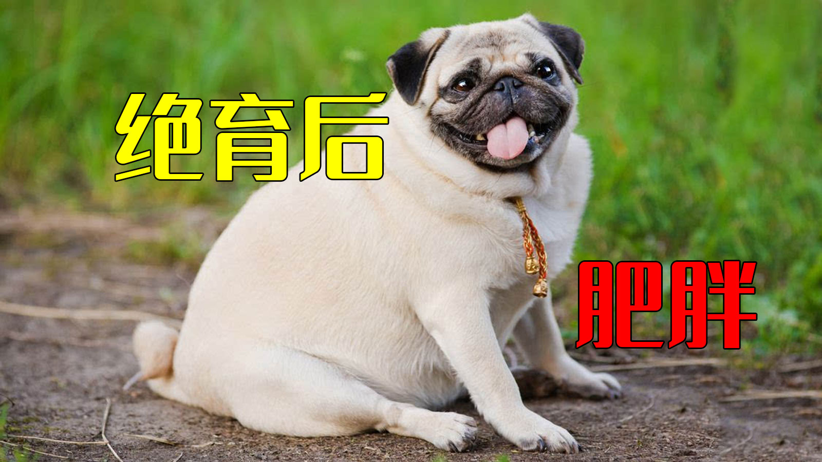 绝育的公狗狗发胖了怎么办,绝育后的动物不合群吗