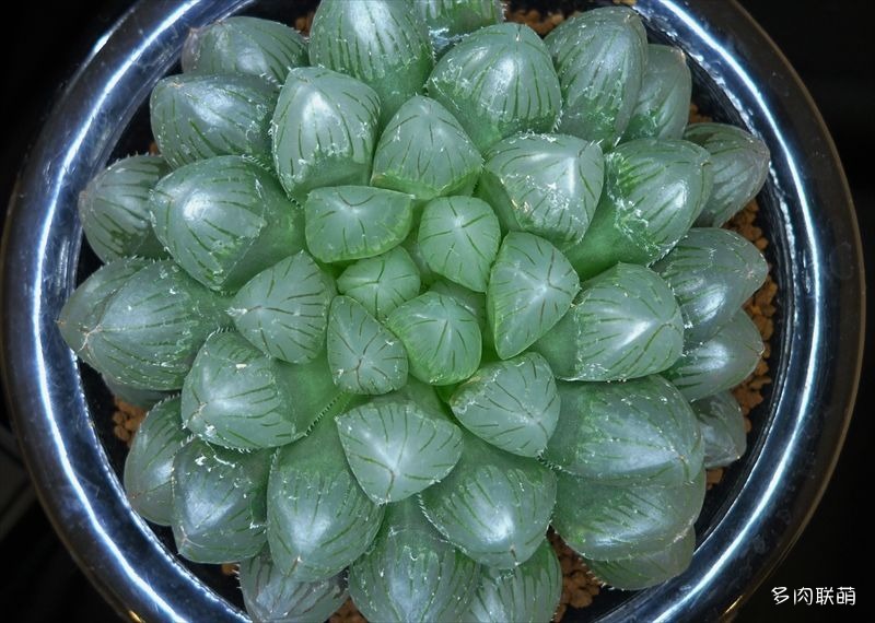 多肉玉露寿的品种图鉴,日本十大耐阴多肉