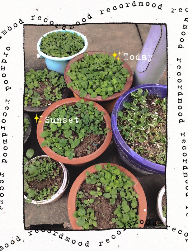 太仓印象，浮桥不是桥