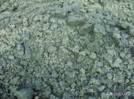 石食者THESTONEEATERS六