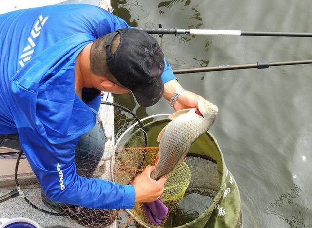 野钓蓝鲫怎么选择,钓鲫鱼用野战蓝鲫还是老三样