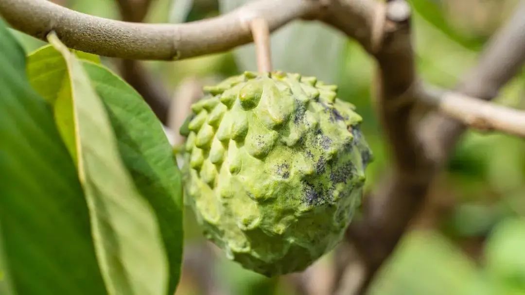 清远冬季水果,清远冬季水果采摘