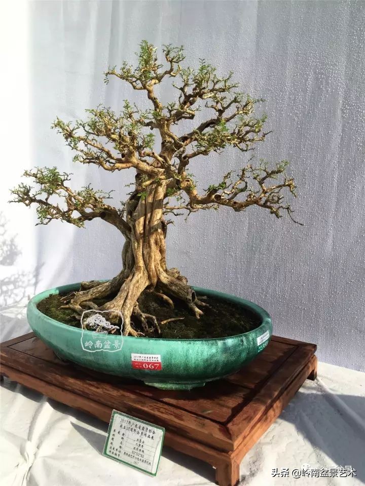 骞哥涔呬箙鐢滅敎铚滆湝,骞哥涔呬箙