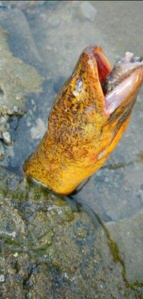 野生黄鳝跟饲养黄鳝怎么区别,野生黄鳝跟饲养黄鳝有什么区别