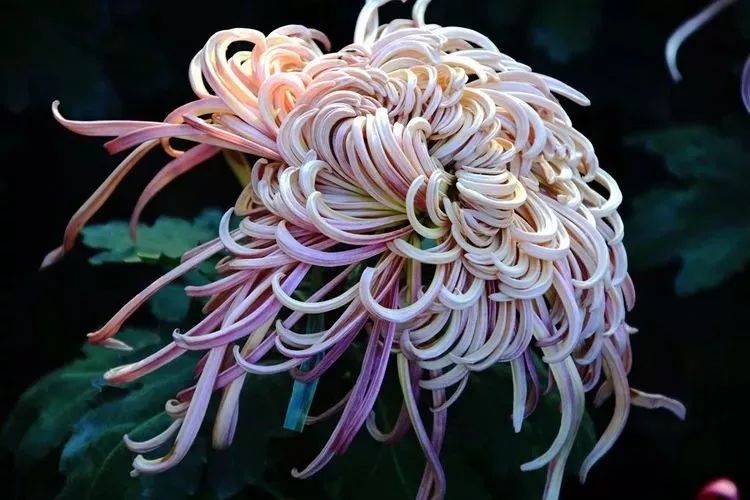 花中四君子菊花国画用笔,花中四君子菊花高清图片