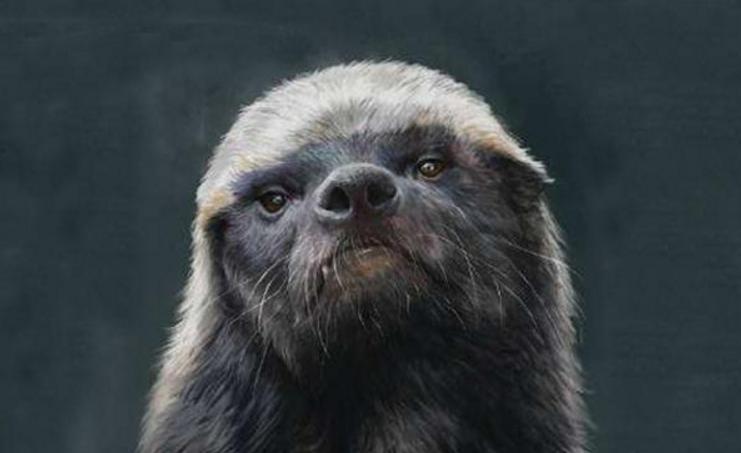 平头哥为何免疫毒蛇毒液,平头哥为什么不怕毒蛇的毒