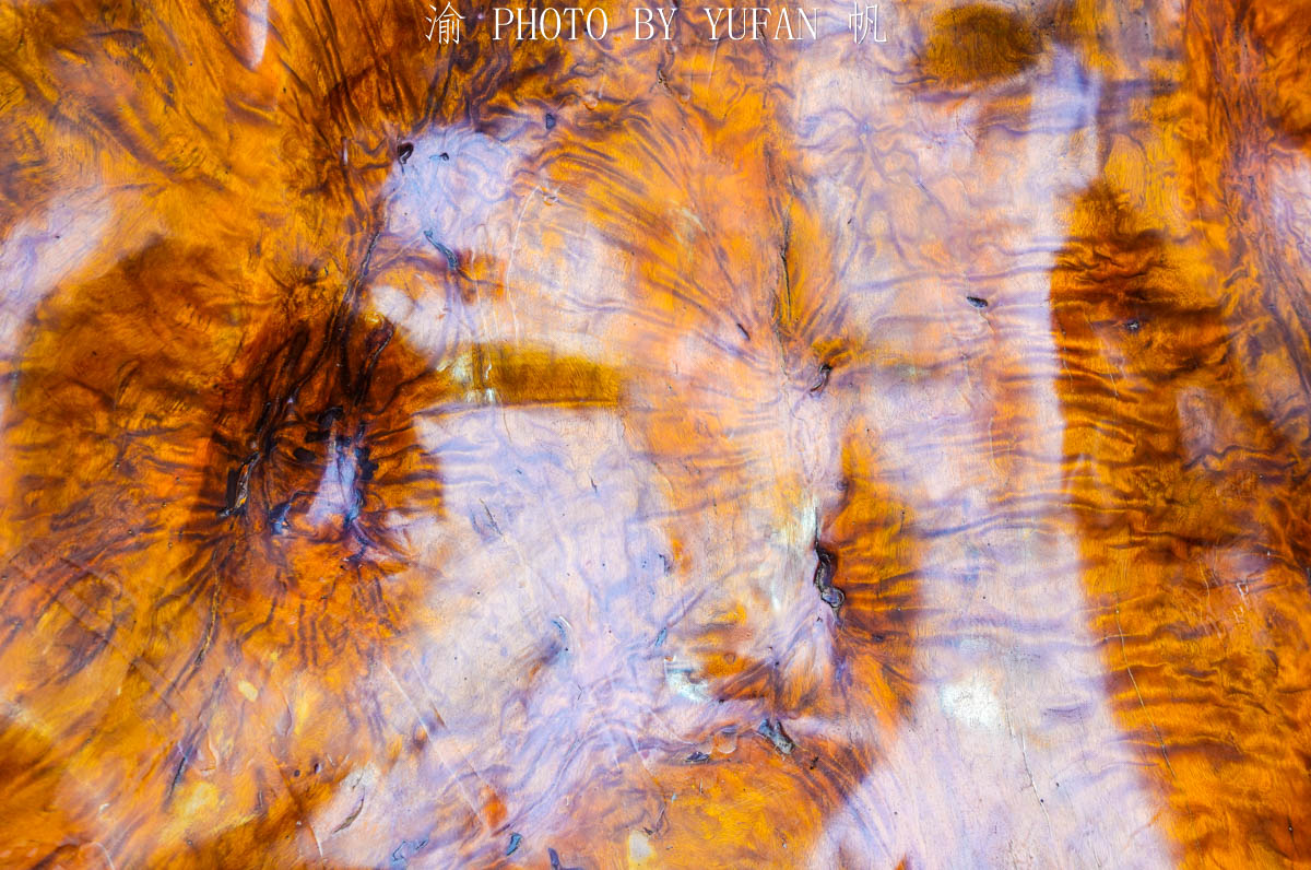 全国最大金丝楠木树视频,金丝楠木渡劫成功了是什么样子