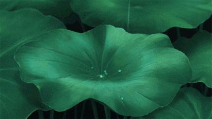 初夏听雨完整版原唱,初夏听雨抖音