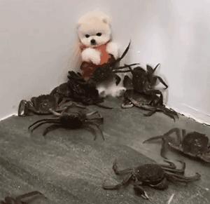 养博美犬需要注意的几个事项,养博美犬需要注意的事项