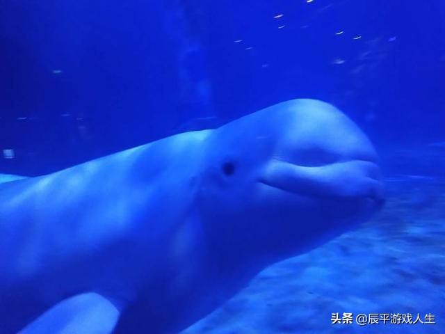 疫情下旅游人的悲哀,旅游者自述疫情