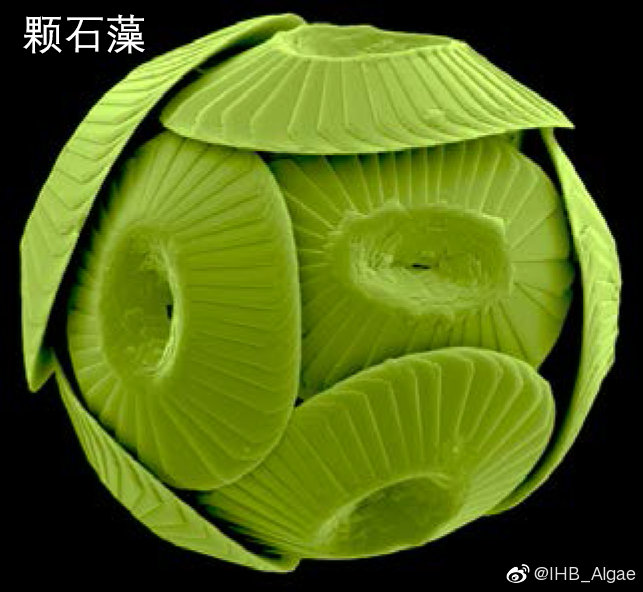 什么是藻类,什么是藻类图片