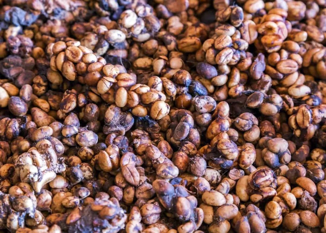 疫情可以喝猫屎咖啡吗,猫屎咖啡疫情期间