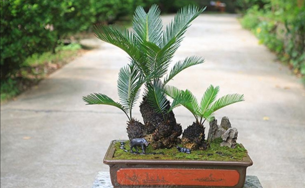 适合铁盆养的绿植,苏铁叶绿植养殖方法和注意事项