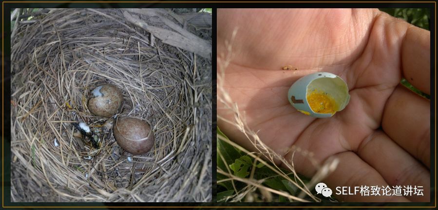 科学家如何观察植物,鸟类的研究方法