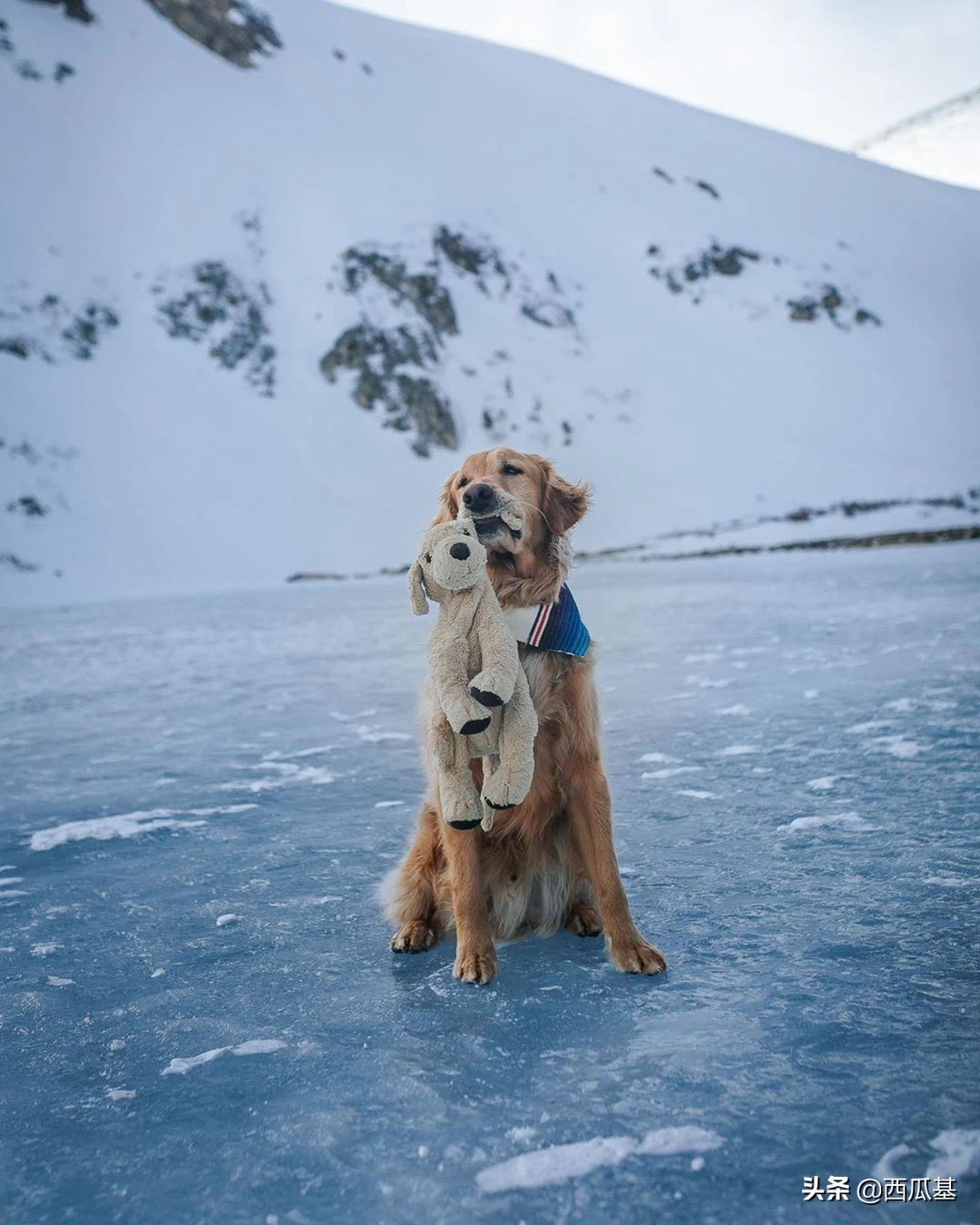 金毛出去耍了带东西回来,金毛带金毛去水上乐园
